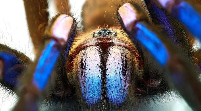 /img/15502-mexico-blue-tarantula-size-comparison.webp