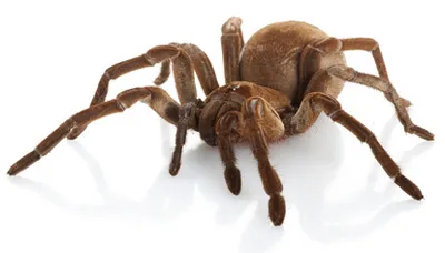 15505 goliath tarantula feeding frequency