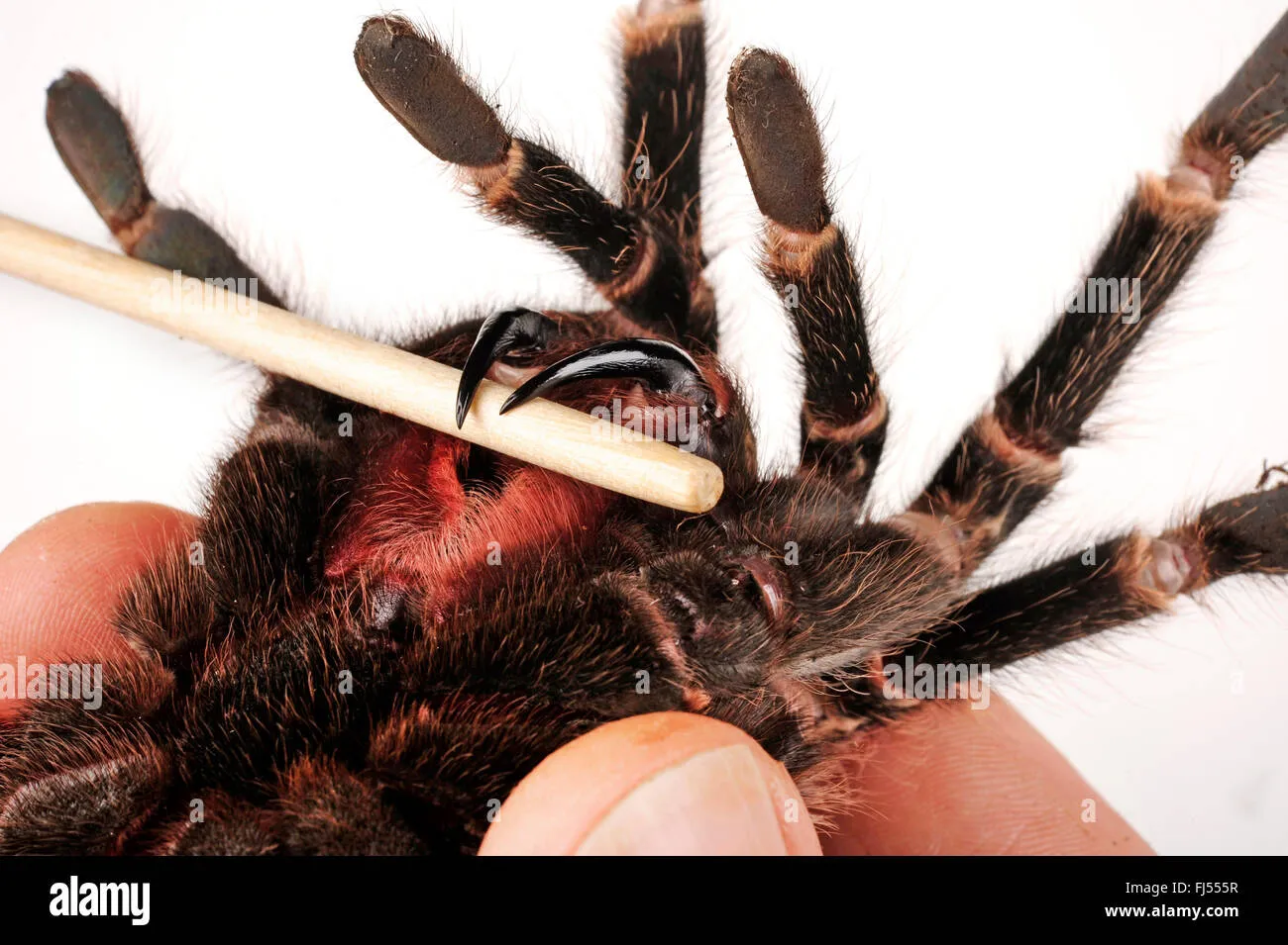 15505 goliath tarantula feeding process