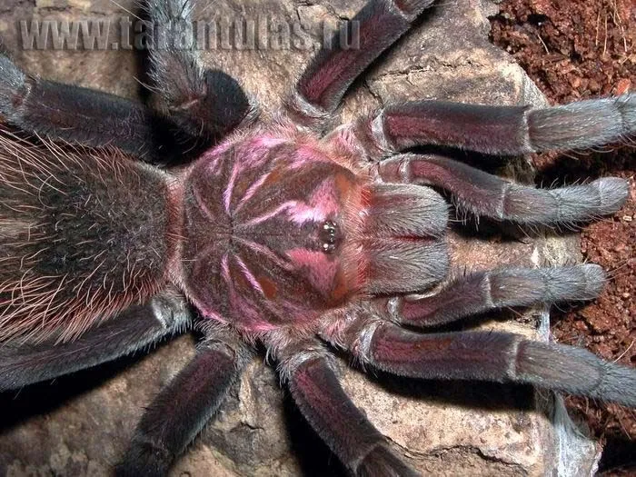 15505 goliath tarantula prey size