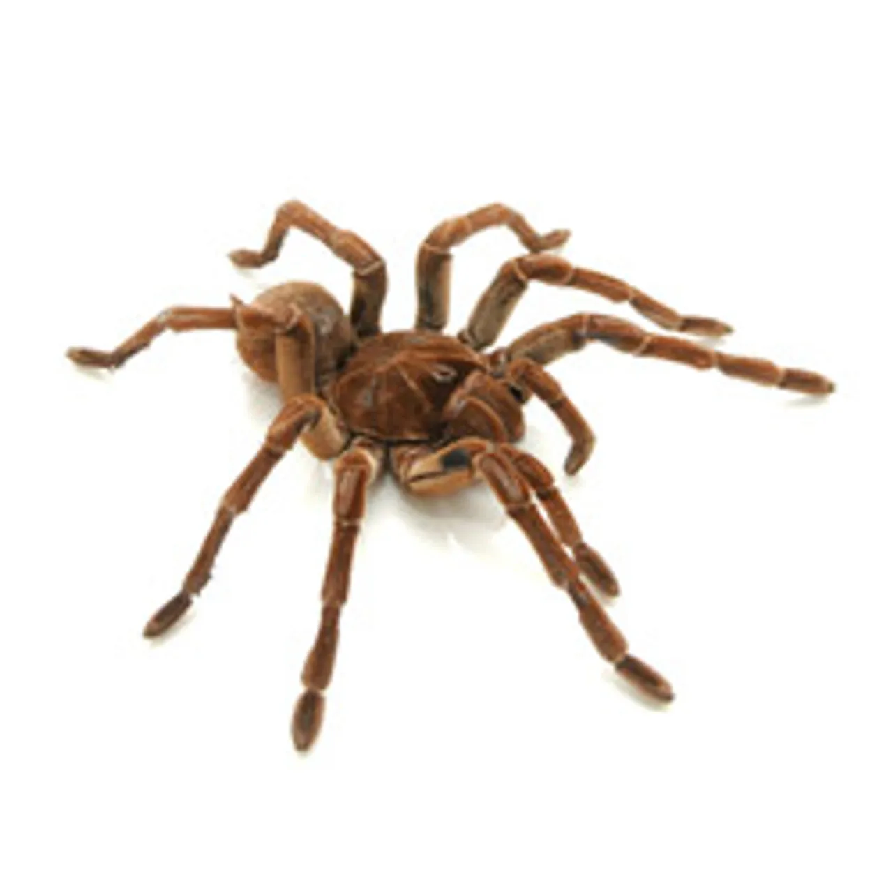 15505 goliath tarantula prey