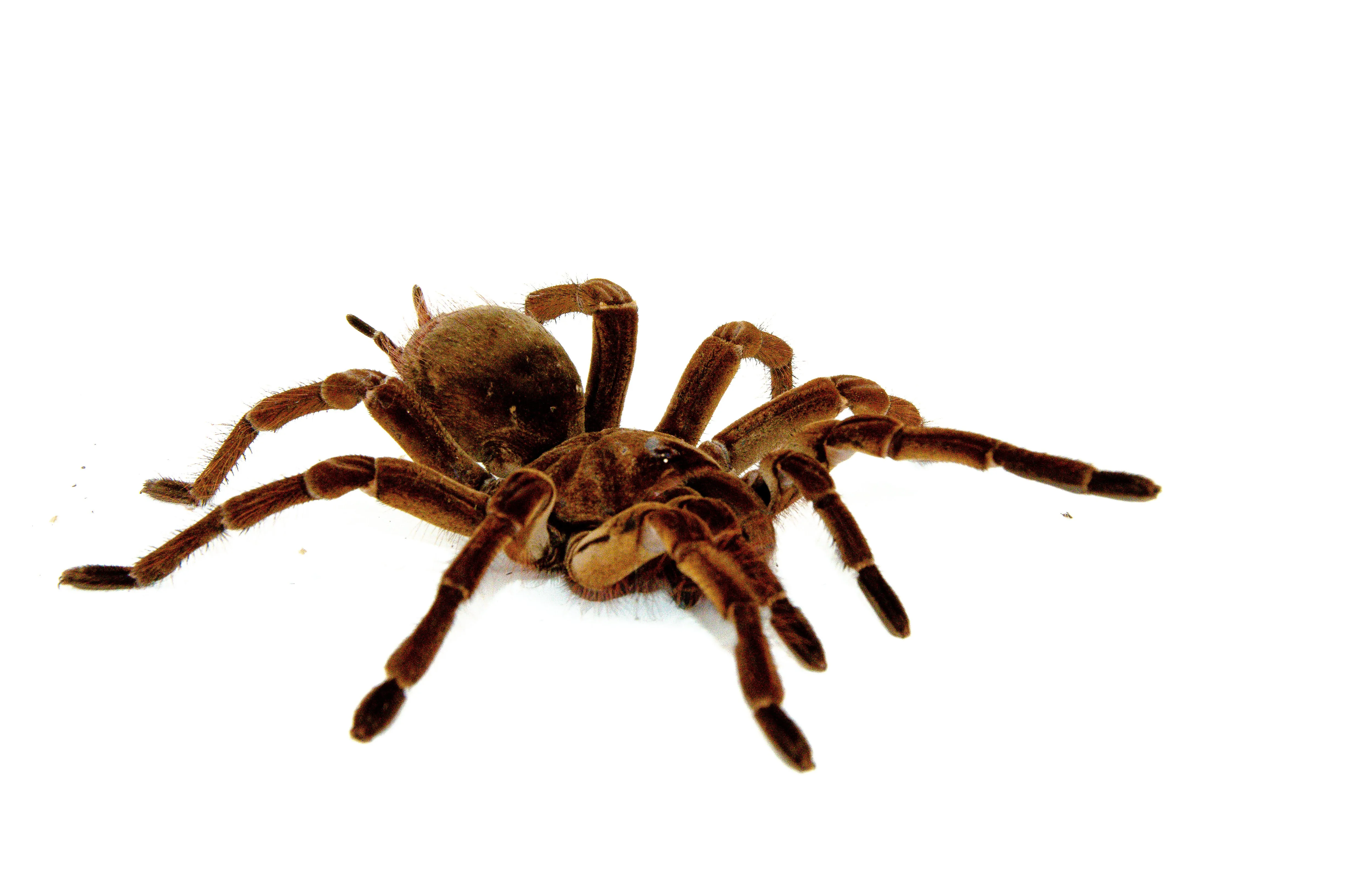 /img/15505-goliath-tarantula-water.webp