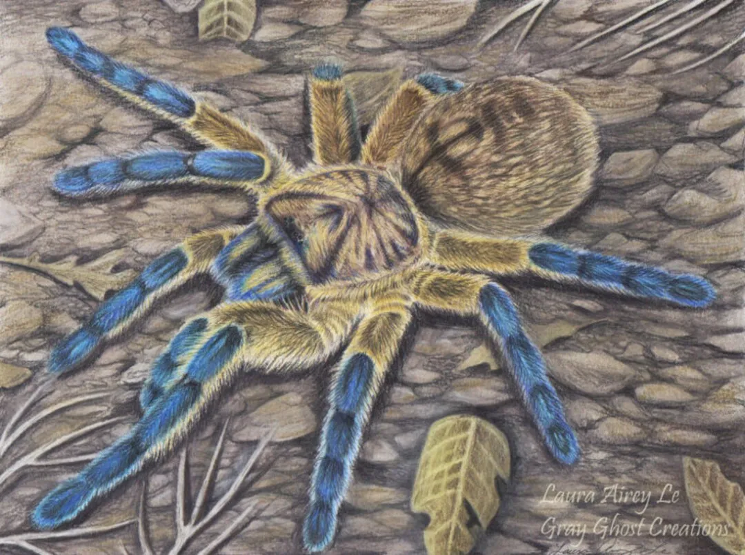 15506 golden blue leg baboon tarantula enclosure