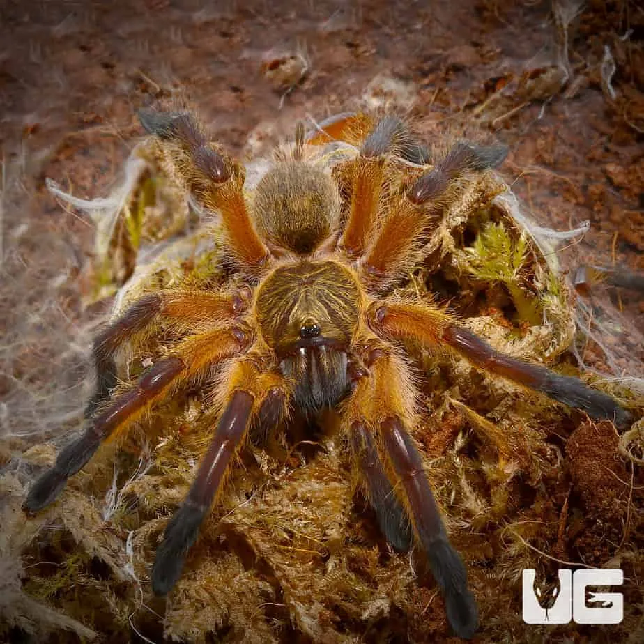 15506 golden blue leg baboon tarantula handling