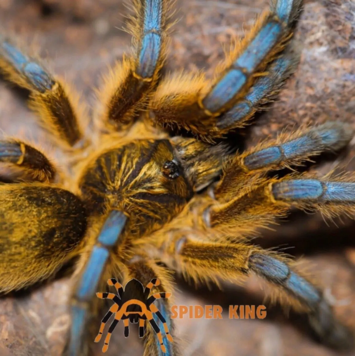 /img/15506-golden-blue-leg-baboon-tarantula-substrate.webp