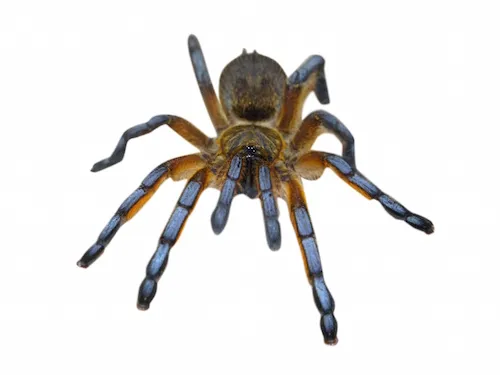 15506 golden blue leg baboon tarantula