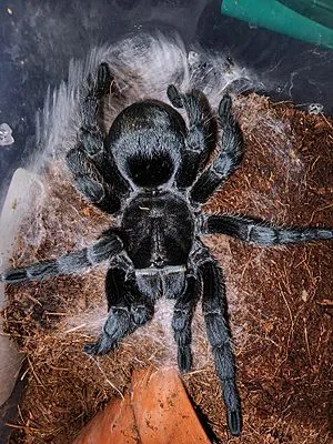 15507 brazilian black tarantula eating