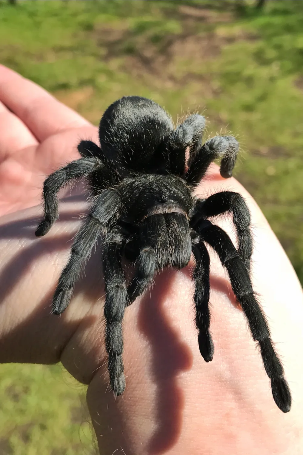 15507 tarantula molting