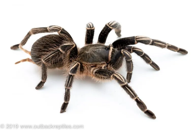 15508 stripe knee tarantula bite 2