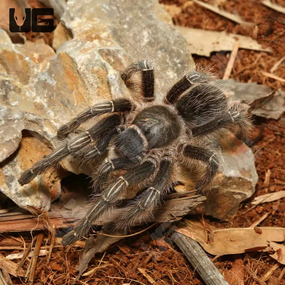 /img/15508-stripe-knee-tarantula-bite-6.webp