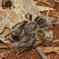 /img/15508-stripe-knee-tarantula-bite-6.webp