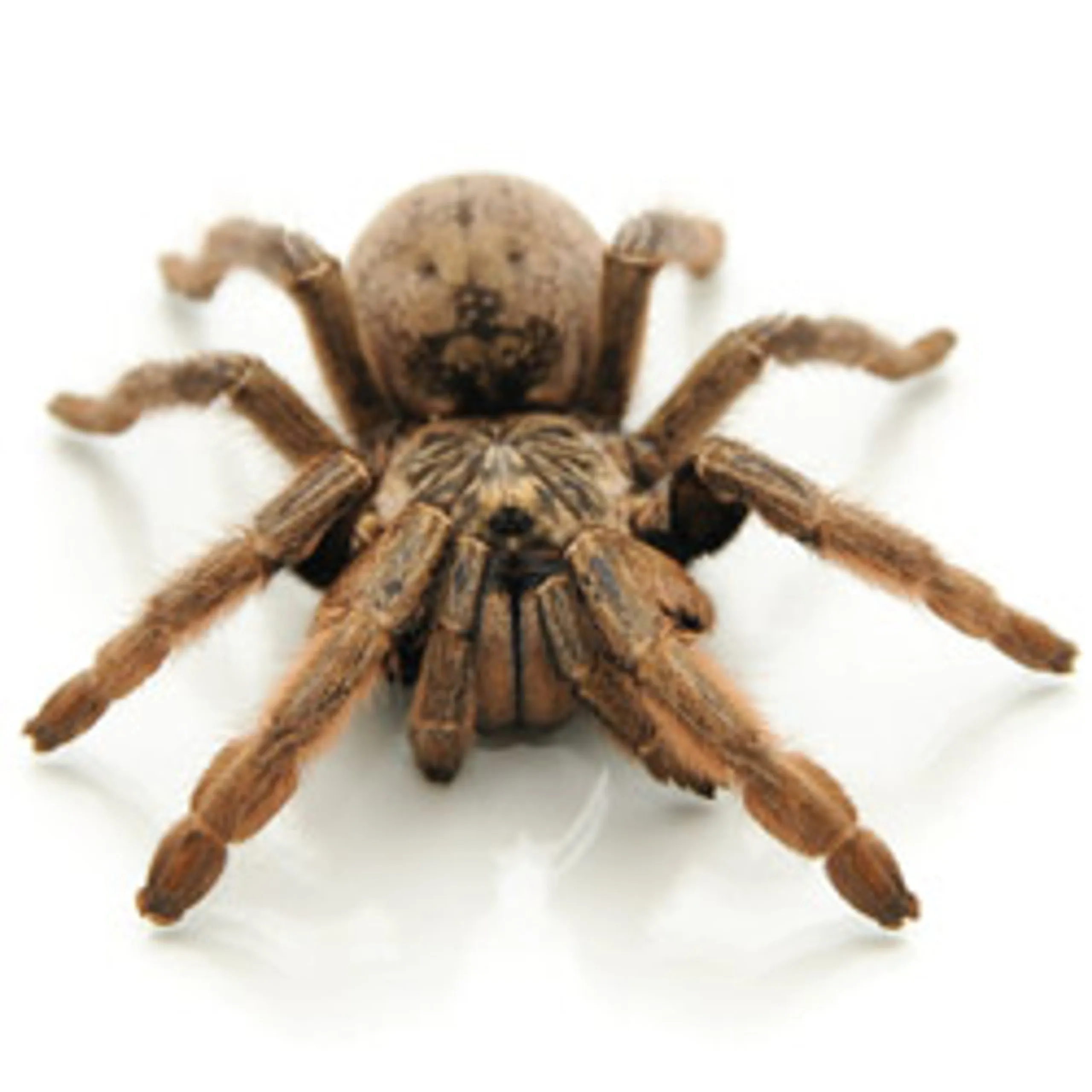 15508 stripe knee tarantula venom