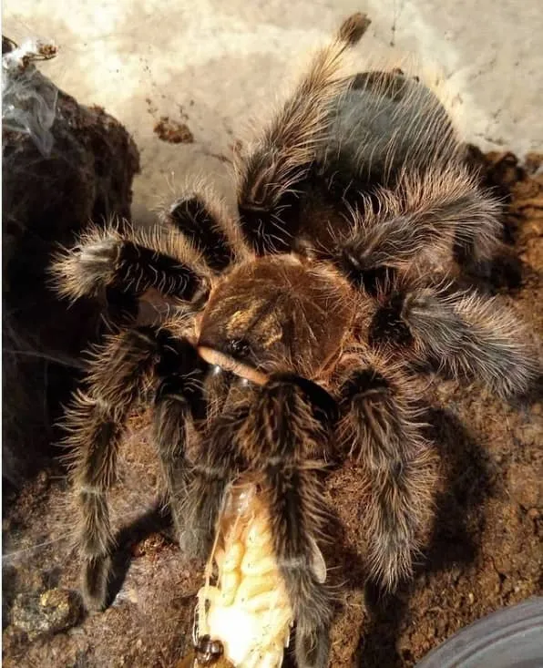 /img/15509-feeding-tarantula.webp