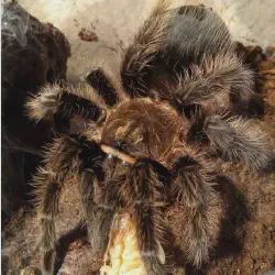 /img/15509-feeding-tarantula.webp