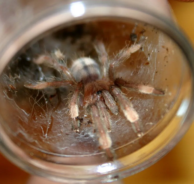 15510 trinidad chevron tarantula enclosure