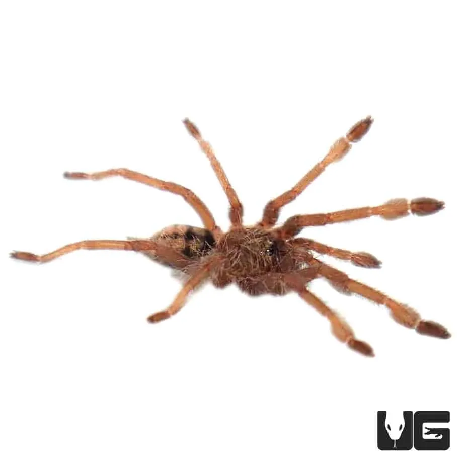 15510 trinidad chevron tarantula feeding