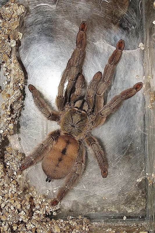 15510 trinidad chevron tarantula handling