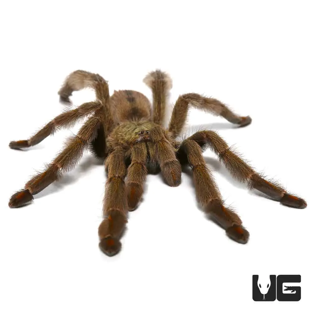 15510 trinidad chevron tarantula health