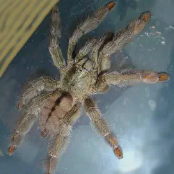 /img/15510-trinidad-chevron-tarantula-molting.webp