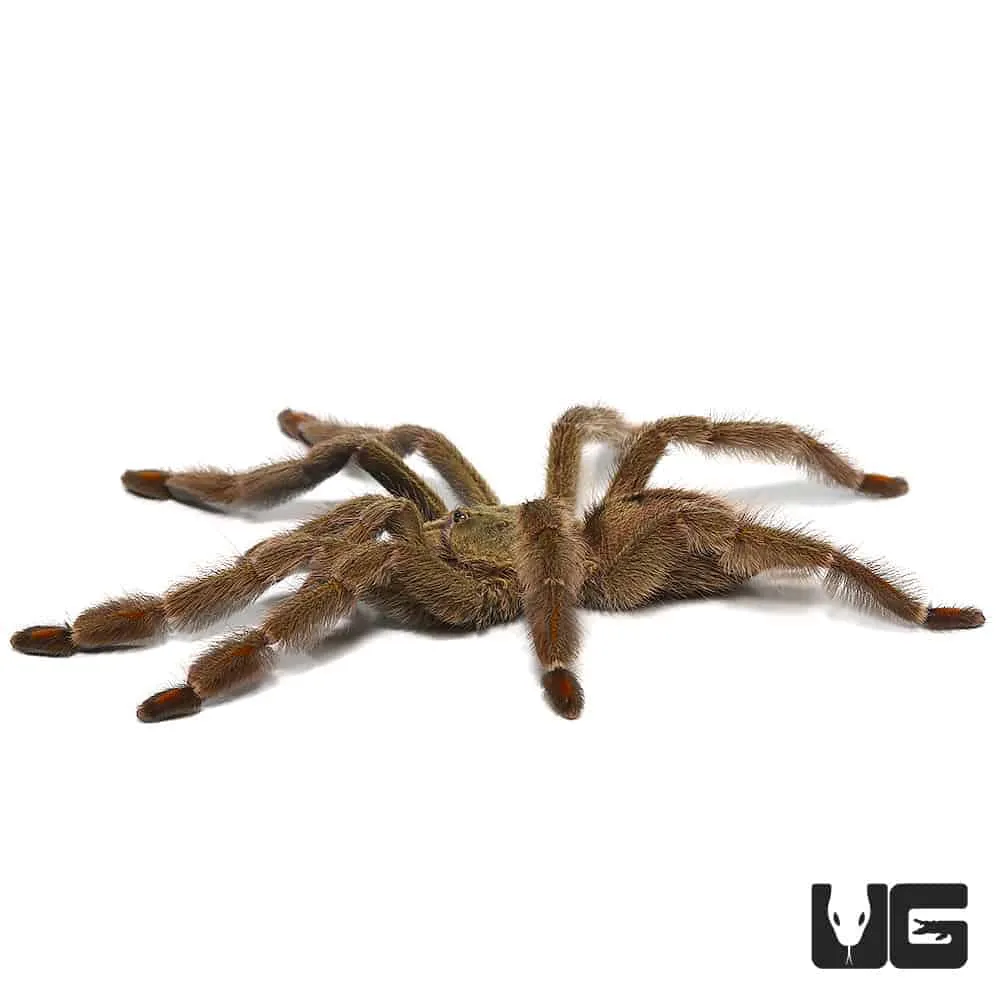 15510 trinidad chevron tarantula seller