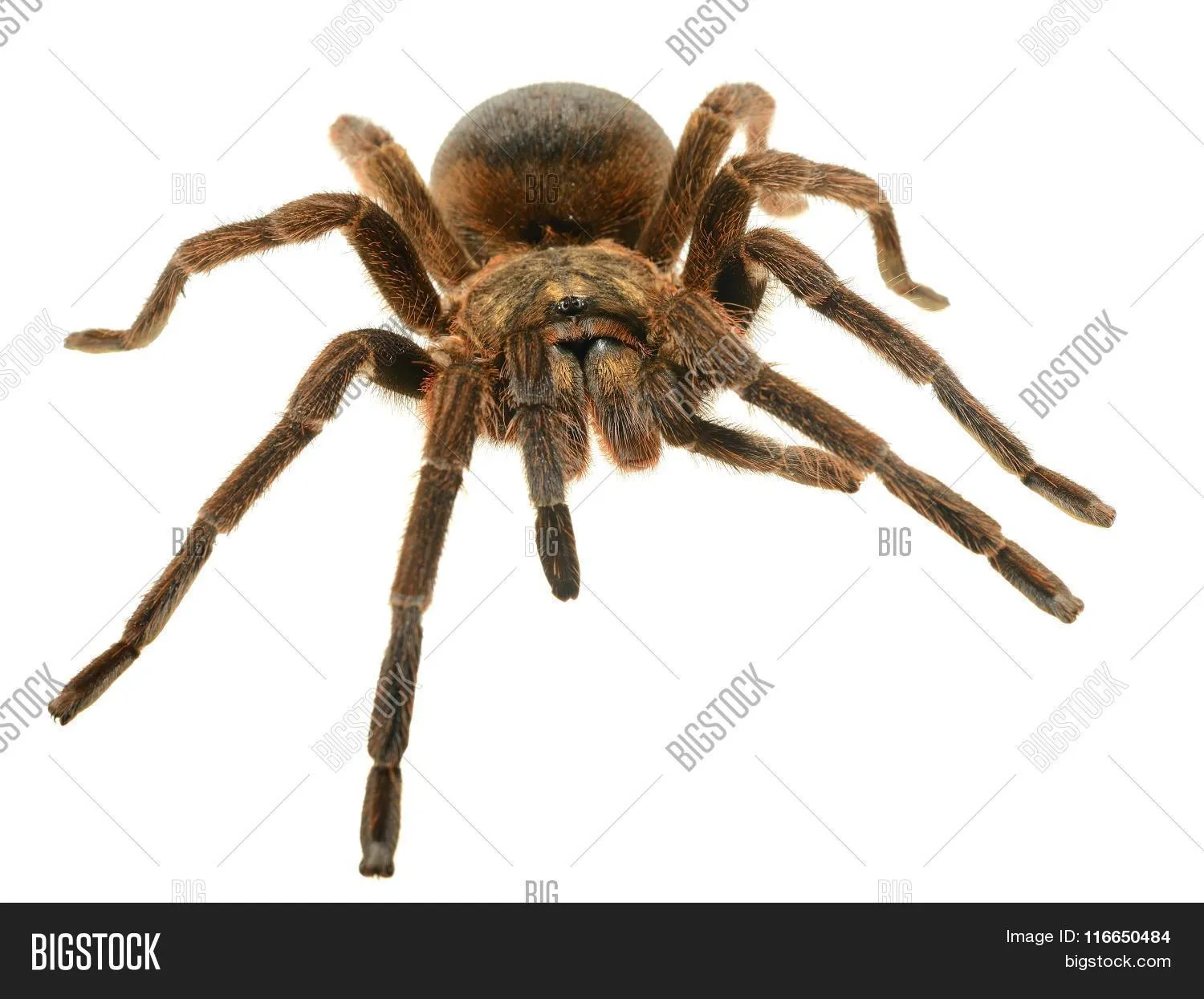 15512 giant tarantula 5e defeated image6