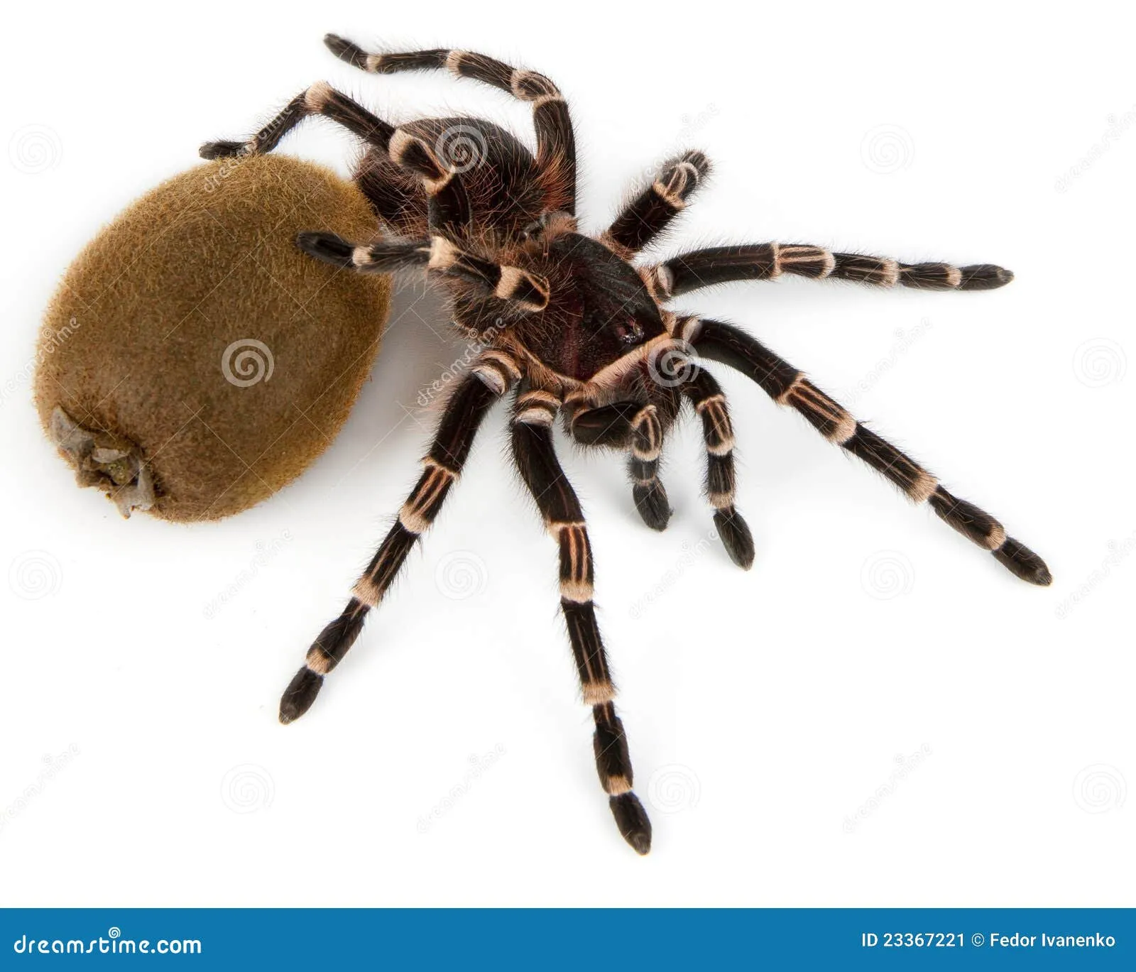 15512 giant tarantula 5e web image4