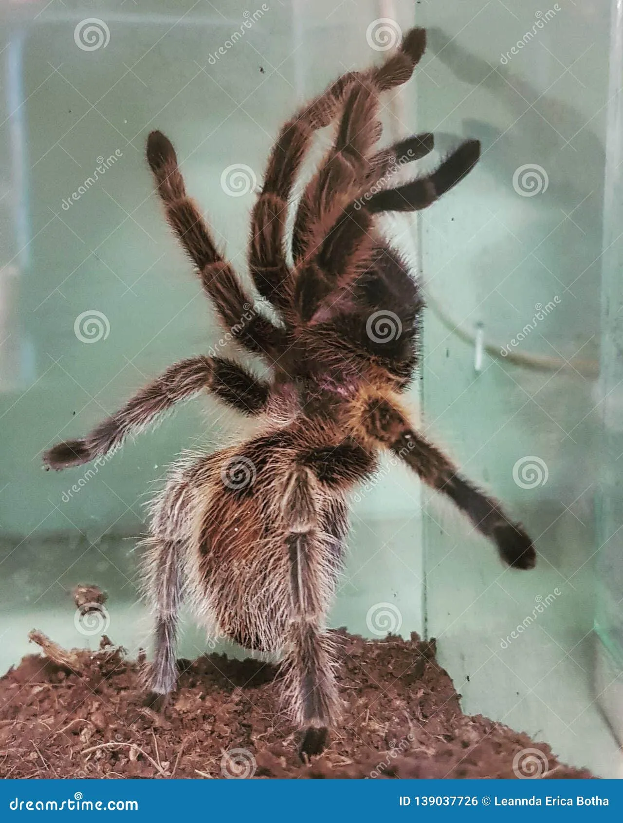 15513 tarantula defensive posture