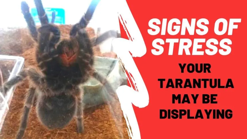 15513 tarantula environmental factors