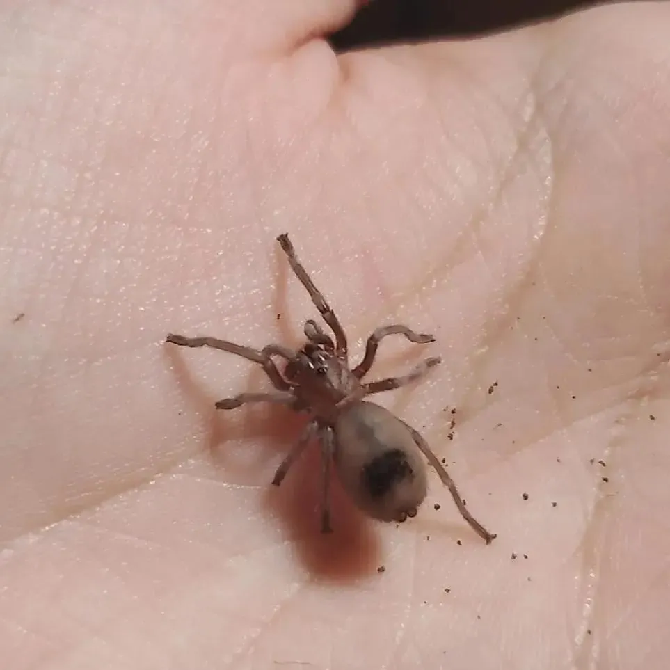 15513 tarantula mating behavior