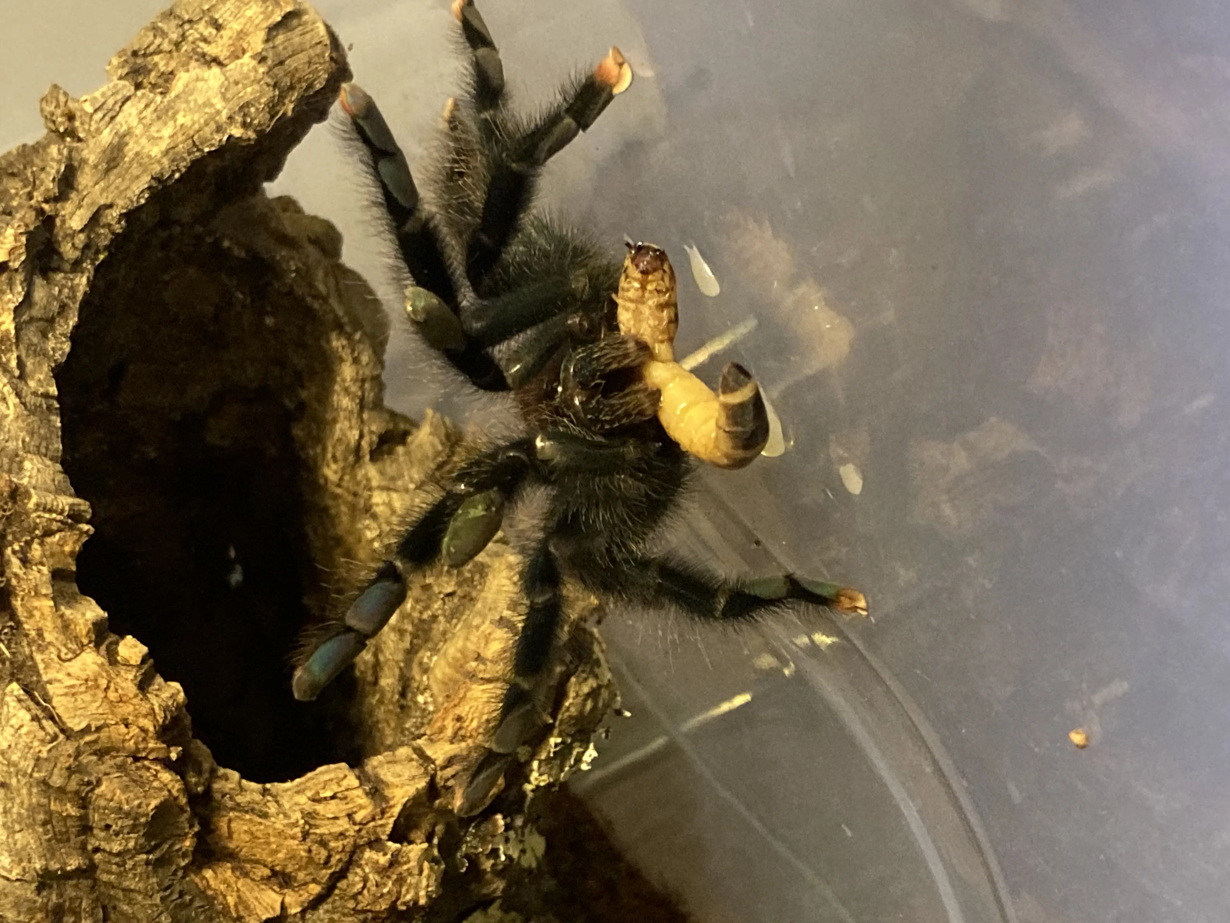 15513 tarantula molting process