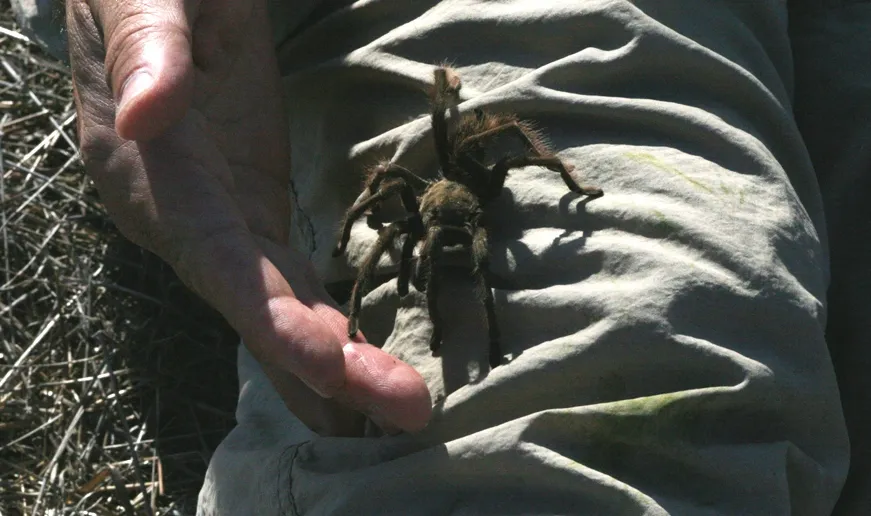 15513 tarantula standing tall overview