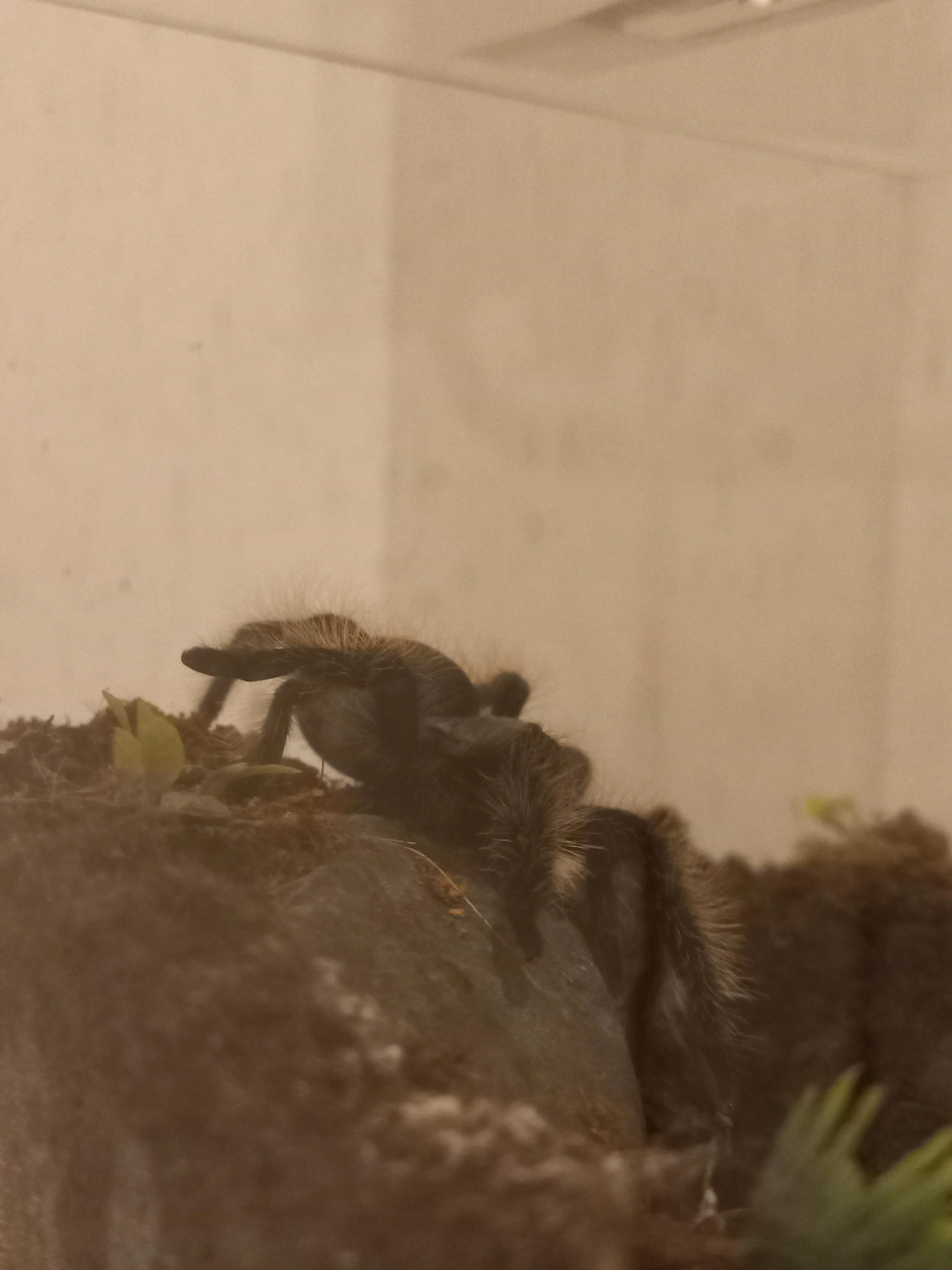 15513 tarantula threat display