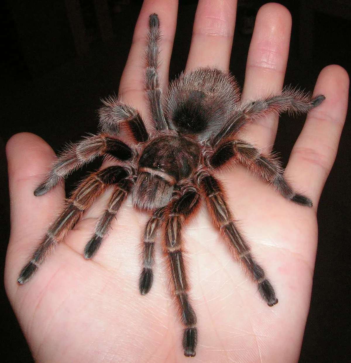 15515 chilean rose tarantula color