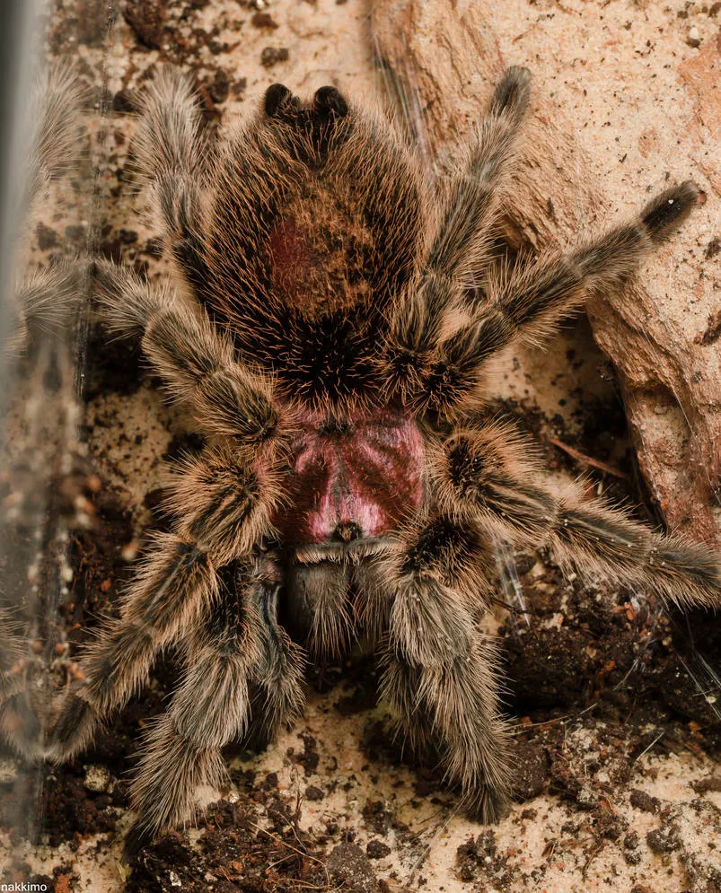 /img/15515-chilean-rose-tarantula-conservation.webp