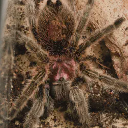 /img/15515-chilean-rose-tarantula-conservation.webp