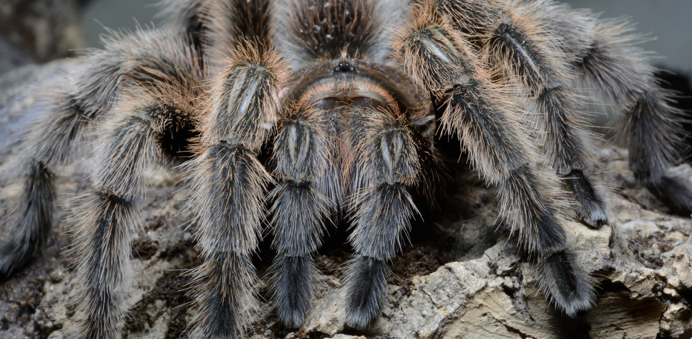 15515 chilean rose tarantula pet